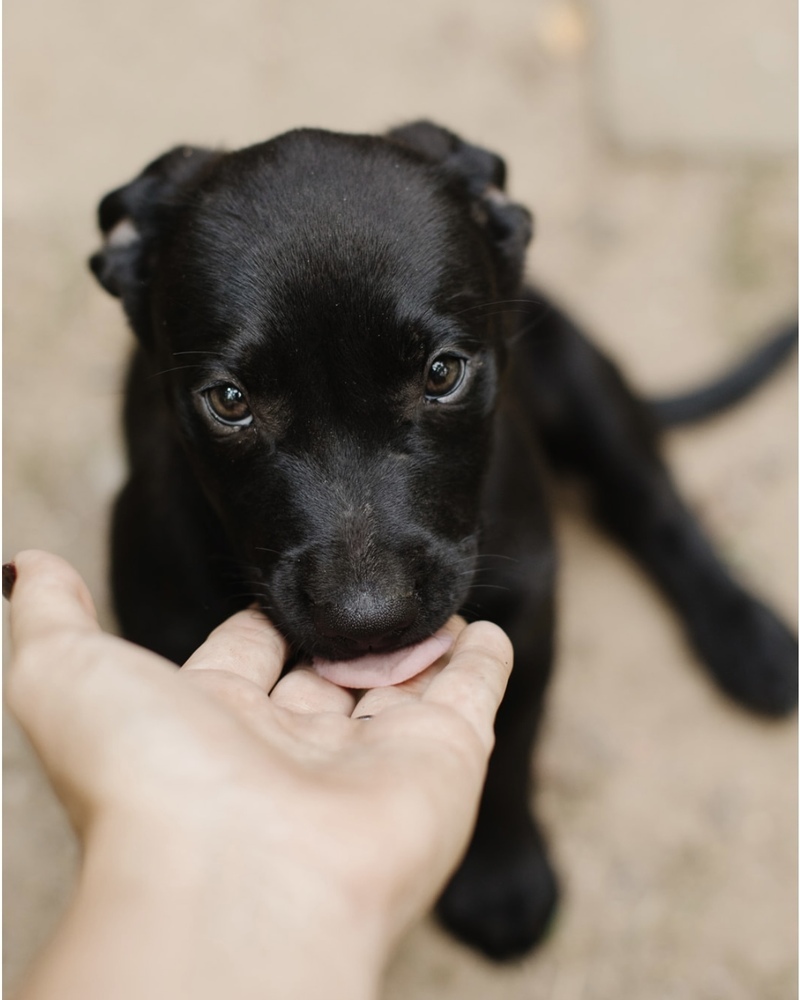 Tom (Memorie's Pups)