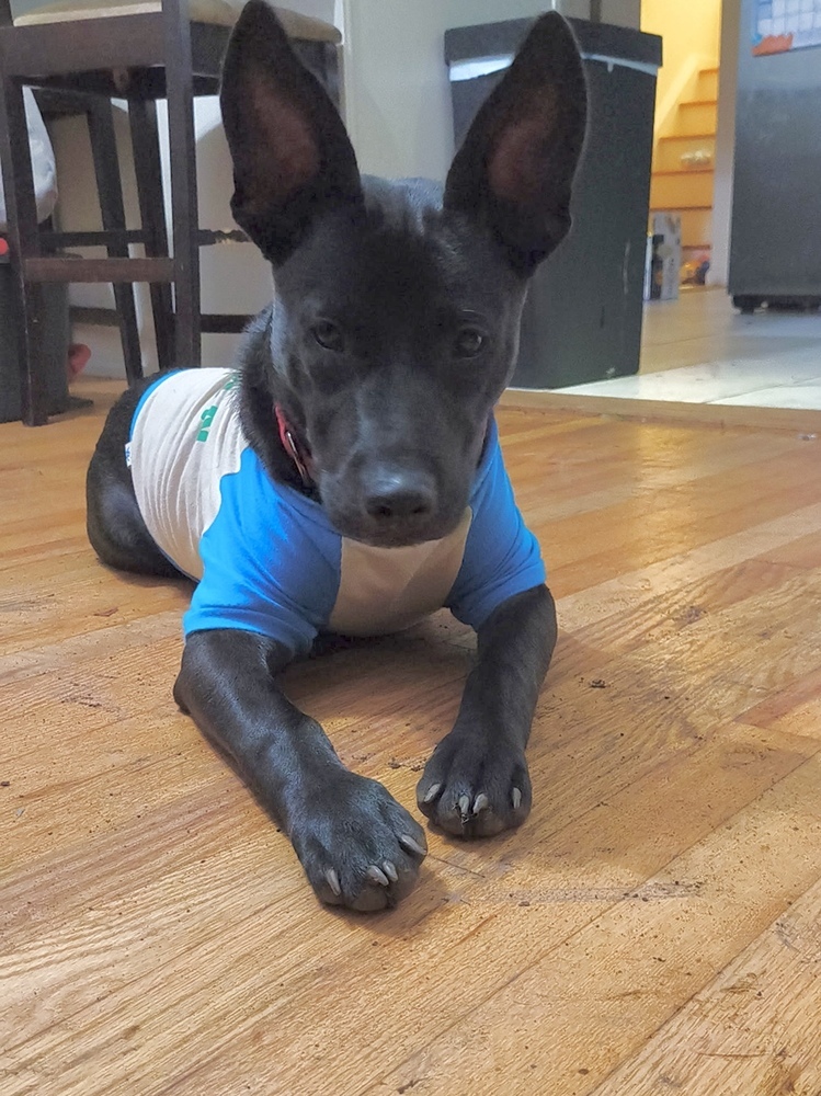 Tom (Memorie's Pups)