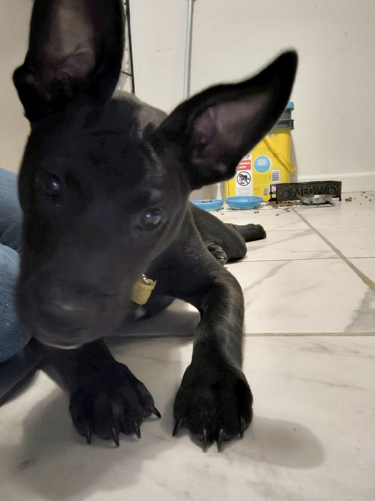 Tom (Memorie's Pups)