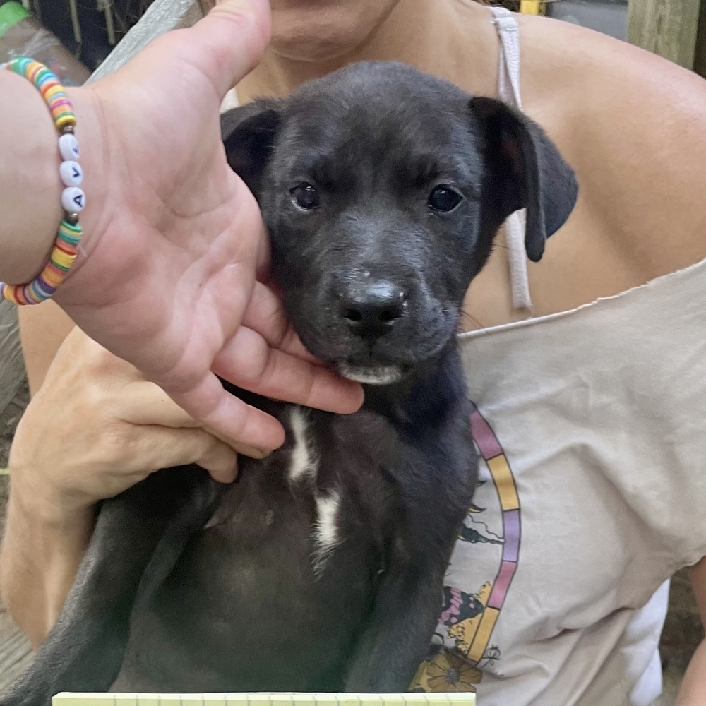 Tom (Memorie's Pups)