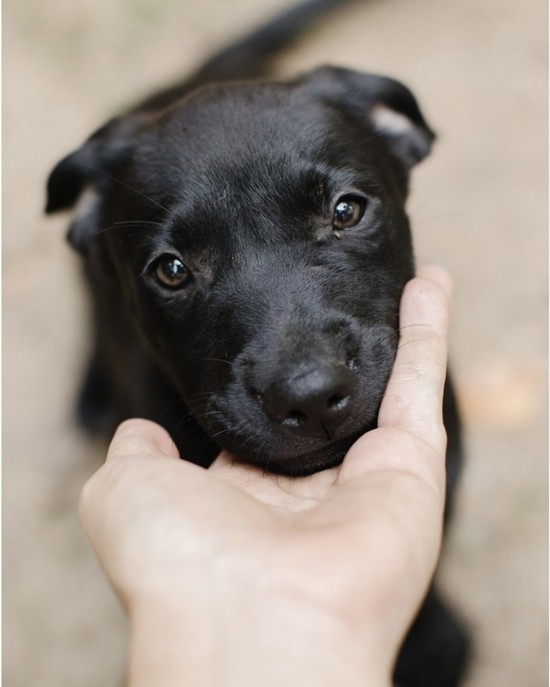 Tom (Memorie's Pups)