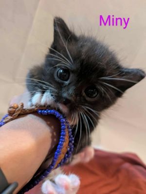 Miny, Baby Female unknown