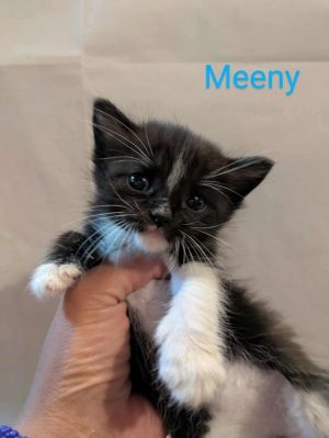Meeny, Baby Male unknown