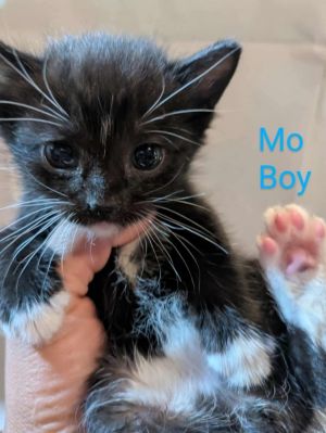 Mo, Baby Male unknown