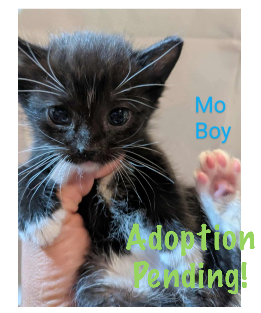 Mo