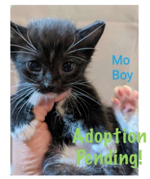 Mo, Baby Male unknown