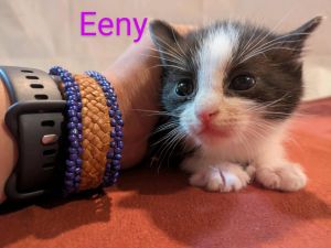 Eeny, Baby Female unknown