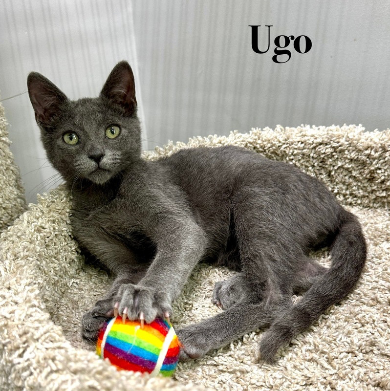 Ugo
