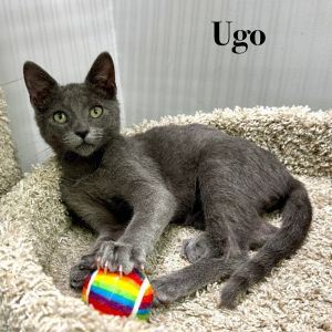 Ugo, Baby Male unknown