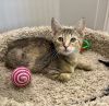 Petunia photo 1