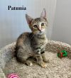 Petunia photo 2