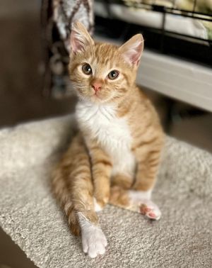 Randall, Baby Male unknown