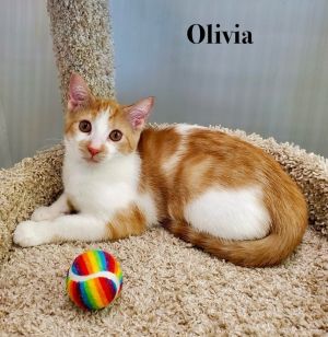 Olivia, Baby Female unknown