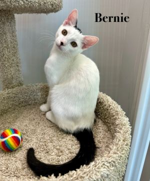 Bernie, Baby Male unknown