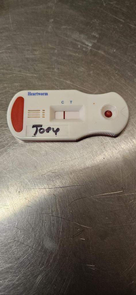 Joey