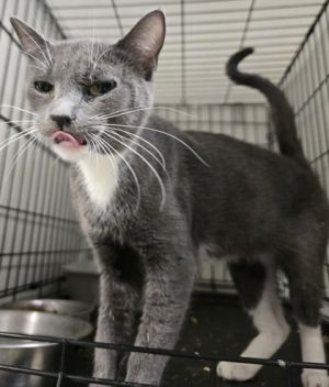Taylor, Adult Female unknown
