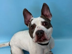 Ozzy Jean, Adult Female unknown