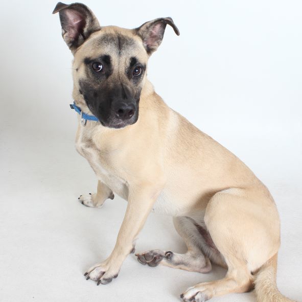 Cheesecake, an adoptable Shepherd in Redding, CA, 96099 | Photo Image 1
