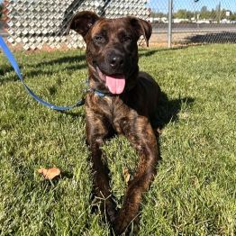 Della, an adoptable Pit Bull Terrier in Redding, CA, 96099 | Photo Image 1