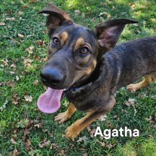 Agatha, an adoptable German Shepherd Dog in Redding, CA, 96099 | Photo Image 3