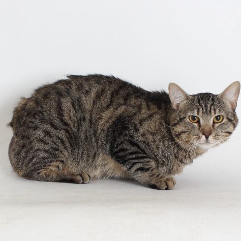 Butters, an adoptable Domestic Short Hair in Redding, CA, 96099 | Photo Image 1