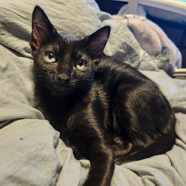 Adzuki Bean