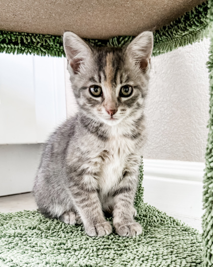 Sunbeam pre-adopt