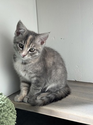 Sunbeam pre-adopt