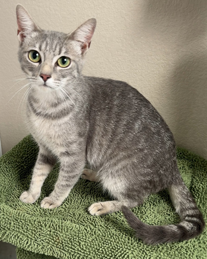 Treasure (pre-adopt)