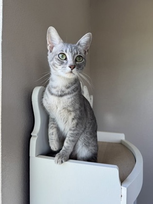 Treasure (pre-adopt)