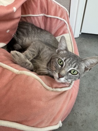 Treasure (pre-adopt)