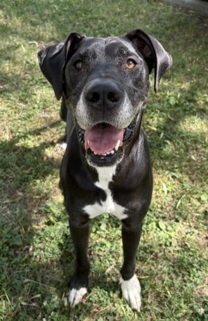 Lisa Great Dane Dog