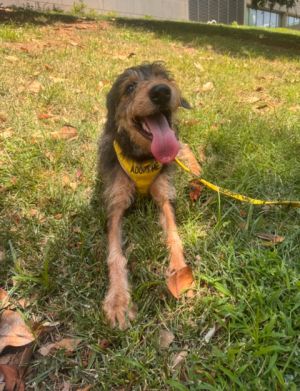 Tater Schnauzer Dog