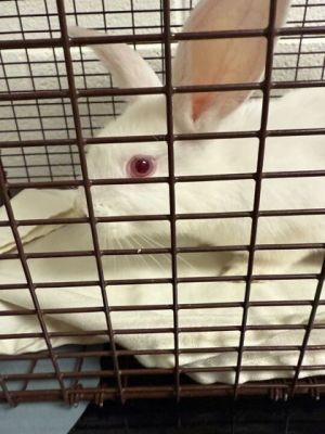 Muffy Bunny Rabbit Rabbit