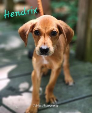 Hendrix, Baby Male unknown