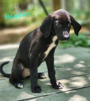 Hayden, Baby Female unknown