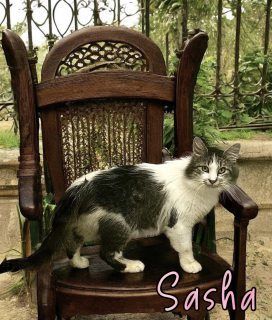 Sasha 124536