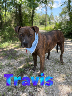 Travis 122033