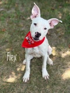 Flex 125702