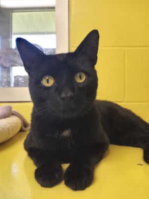 T&#39;Challa, Adult Male unknown