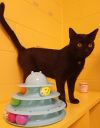 T'Challa photo 2