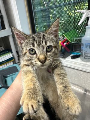 Lollipop Domestic Short Hair Cat