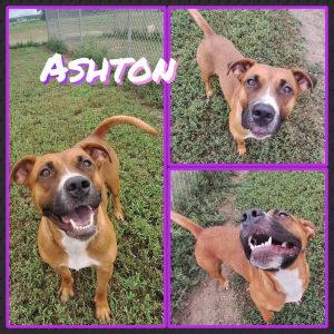 Ashton, Adult Female unknown