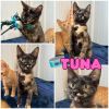 Tuna photo 1