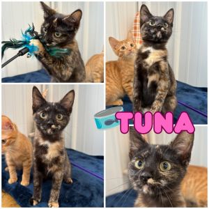 Tuna, Baby Female unknown