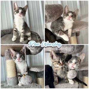 Ron Weasley - SR1, Baby Male unknown