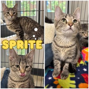 Sprite - Silo, Baby Female unknown
