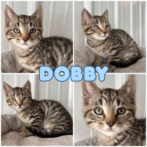 Dobby - SR1, Baby Male unknown