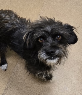 Gizmo, Adult Male unknown