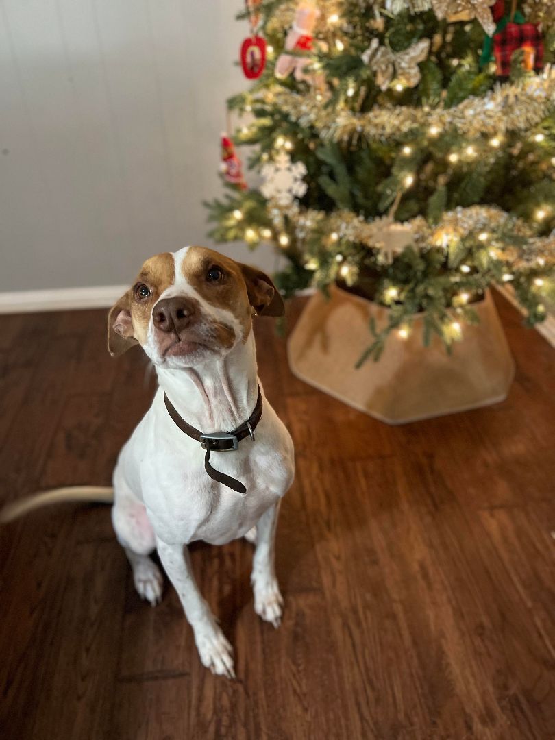 Copper GDP, an adoptable Harrier in Dallas, TX, 75214 | Photo Image 1
